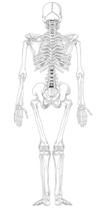 skeleton_800h